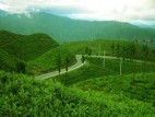 Kathmandu and Ilam Tours Packages
