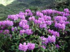Rhododendron Tour