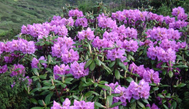 Rhododendron Tour